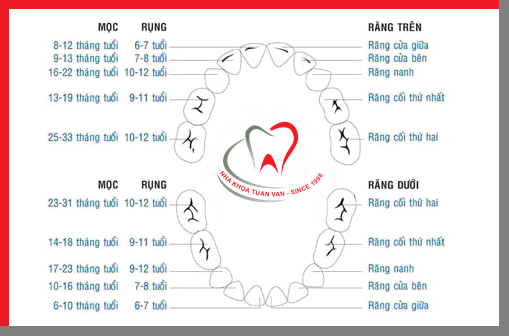 tuoi-moc-rang-cau-tre